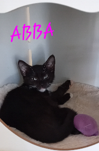 Photo de ABBA