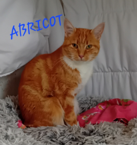 Photo de ABRICOT