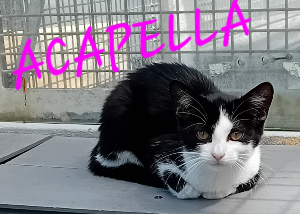 Photo de ACAPELLA