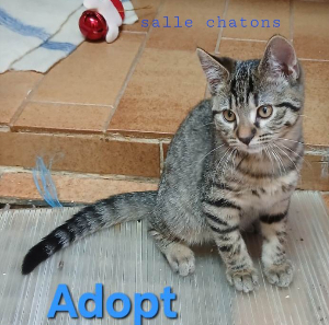 Photo de ADOPT