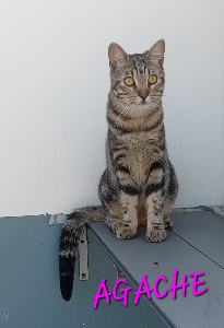 Photo de AGACHE
