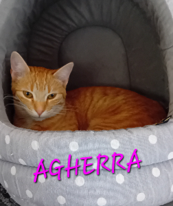 Photo de AGHERRA 🧡