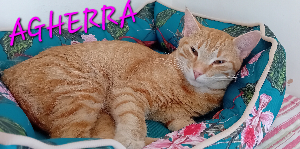 Photo de AGHERRA