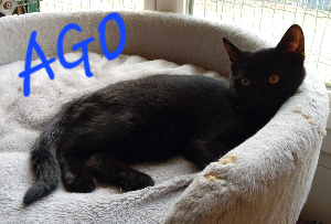 Photo de AGO