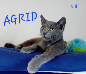 Photo de AGRID maintenant ALBA