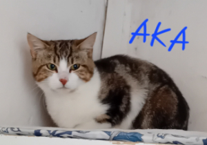 Photo de AKA