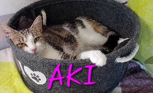 Photo de AKI