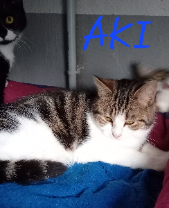 Photo de AKI