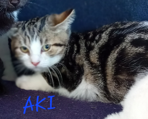 Photo de AKI