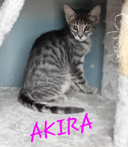 Photo de AKIRA