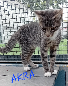 Photo de AKRA
