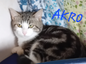 Photo de AKRO