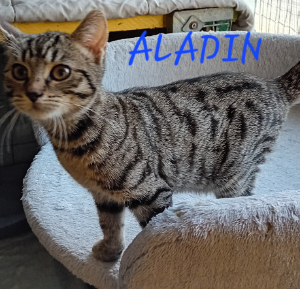 Photo de ALADDIN