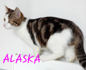 Photo de ALASKA