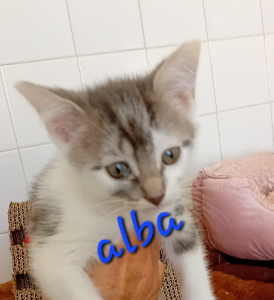 Photo de ALBA