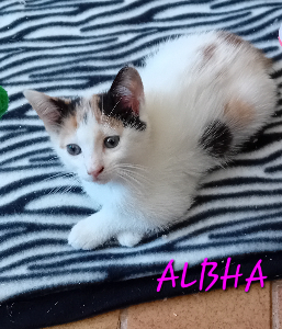 Photo de ALBHA