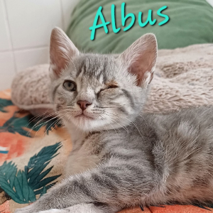 Photo de ALBUS
