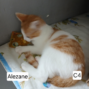 Photo de ALEZANE