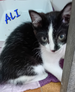 Photo de ALI