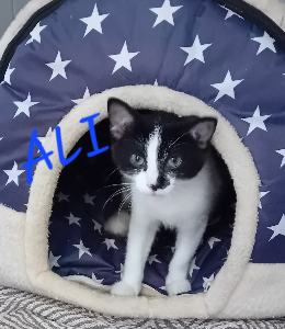 Photo de ALI