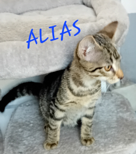 Photo de ALIAS