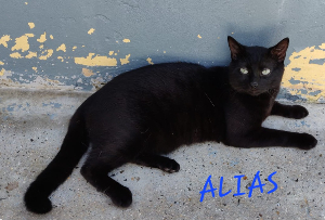 Photo de ALIAS