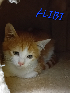 Photo de ALIBI