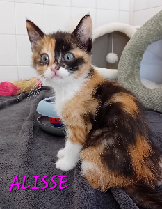 Photo de ALISSE