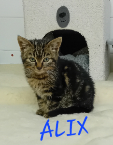 Photo de ALIX maintenant  PILOU