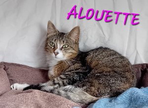 Photo de ALOUETTE 🧡