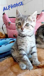 Photo de ALPHONSE. Maintenant MAX