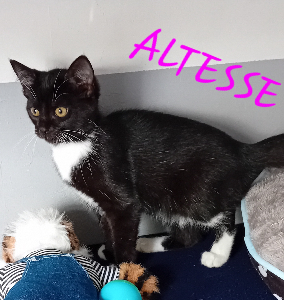 Photo de ALTESSE