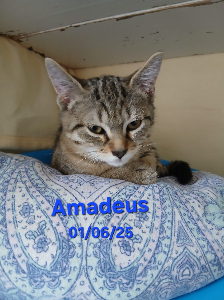Photo de AMADEUS maintenant ASCOTT