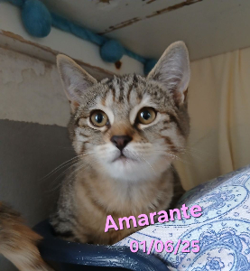 Photo de AMARANTE