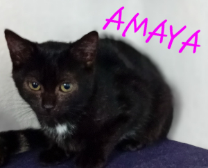 Photo de AMAYA