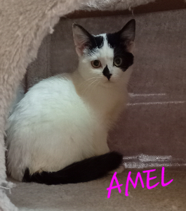 Photo de AMEL