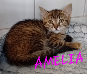 Photo de AMELIA
