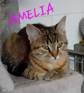 Photo de AMELIA