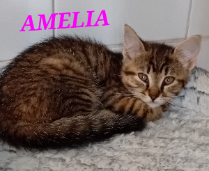 Photo de AMELIA