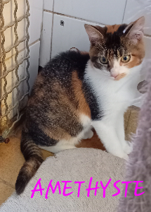 Photo de AMETHYSTE
