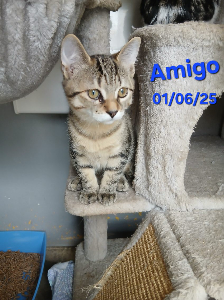 Photo de AMIGO maintenant ATLAS