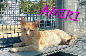 Photo de AMIRI. 🧡