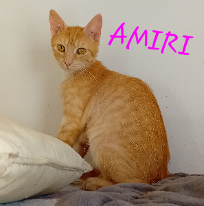 Photo de AMIRI