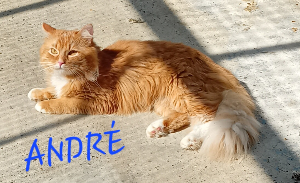 Photo de ANDRE