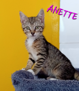 Photo de ANETTE