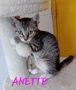 Photo de ANETTE