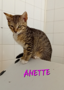 Photo de ANETTE