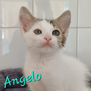 Photo de ANGELO