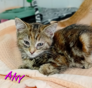 Photo de ANY