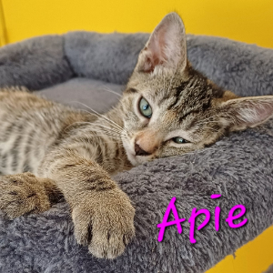Photo de APIE